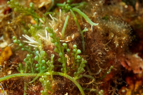 Caulerpa-cylindracea