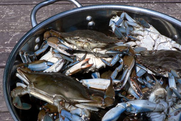 blue-crabs